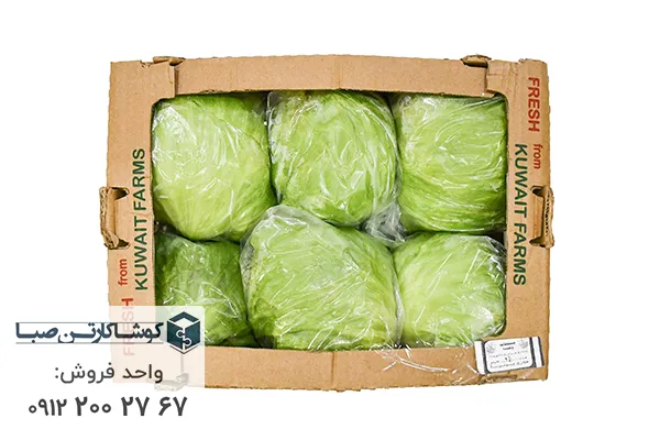 خرید عمده کارتن کاهو